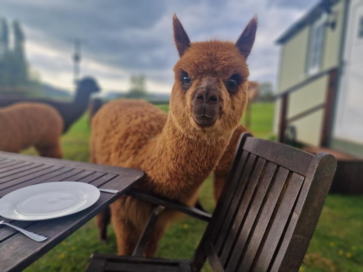 Cwtch Glamping Shepherds Huts أبرجافني المظهر الخارجي الصورة