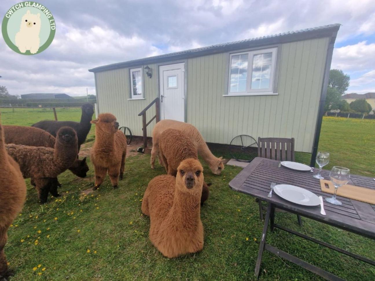 Cwtch Glamping Shepherds Huts أبرجافني المظهر الخارجي الصورة